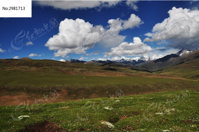 西藏高海拔草地野花图片