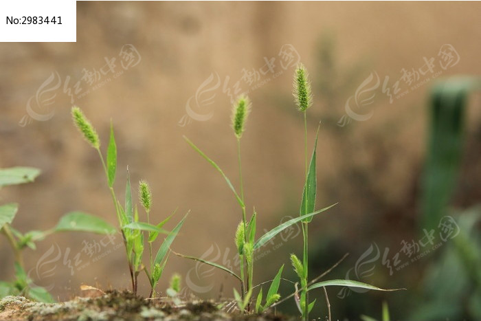 野外的小草