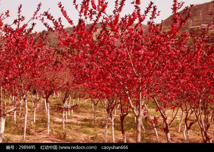 红色桃花树图片