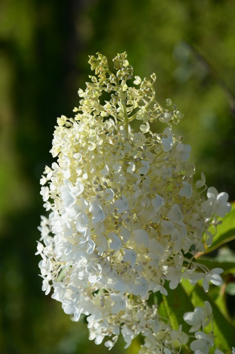 丁香花