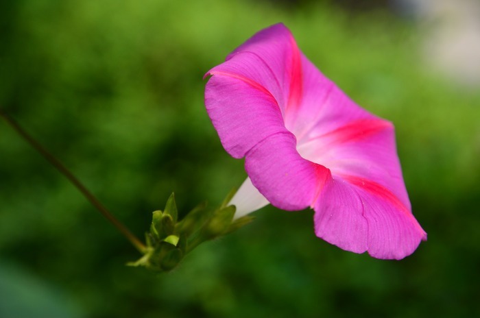 粉色的牵牛花