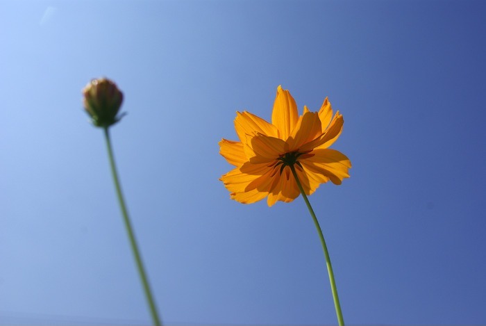 一朵格桑花