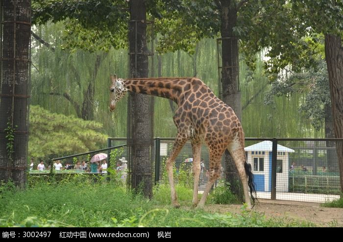 一只长颈鹿