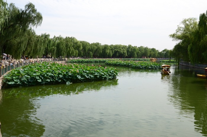 北海公园荷花池