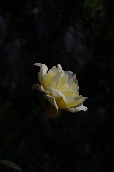 白玫瑰盛开