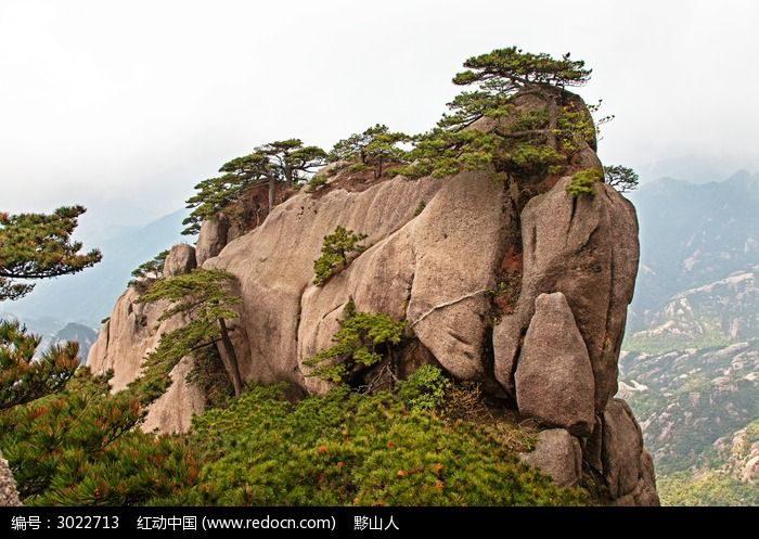 黄山春 奇峰上的黄山松