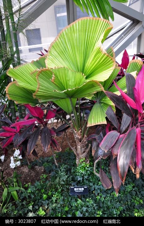 植物园里的圆叶棕榈