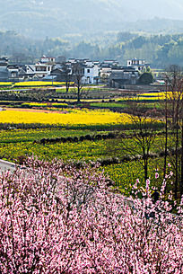 春天的田野