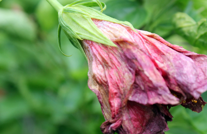 图片素材 枯萎 红花 局部 末端 花卉花草 植物