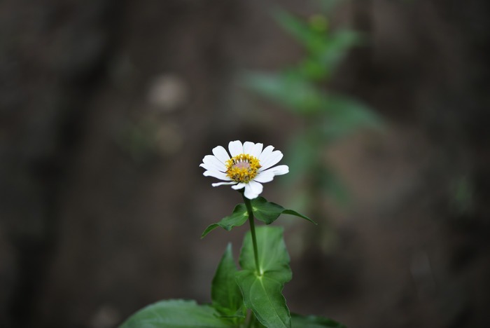 漂亮的小白花