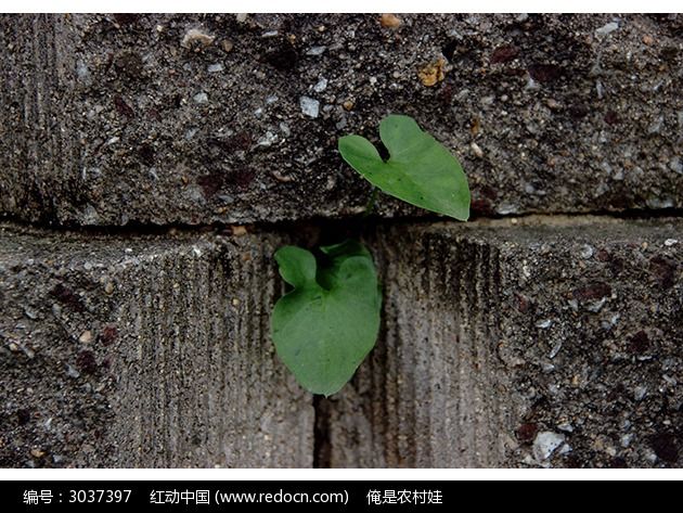 生长在石块夹缝里的植物