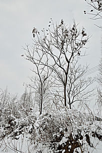 乡村雪中的大树