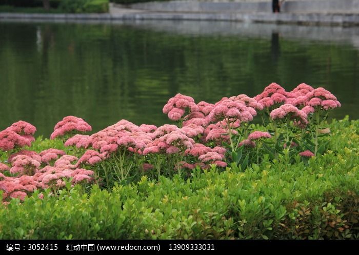 成堆的花和湖水