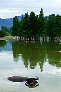 水牛耕地