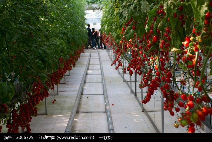 成排的盆栽西红柿图片_动物植物图片