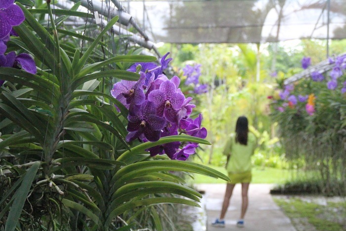 原创摄影图 动物植物 花卉花草 泰国蝴蝶兰苗圃花园