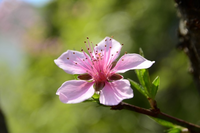 桃花特写