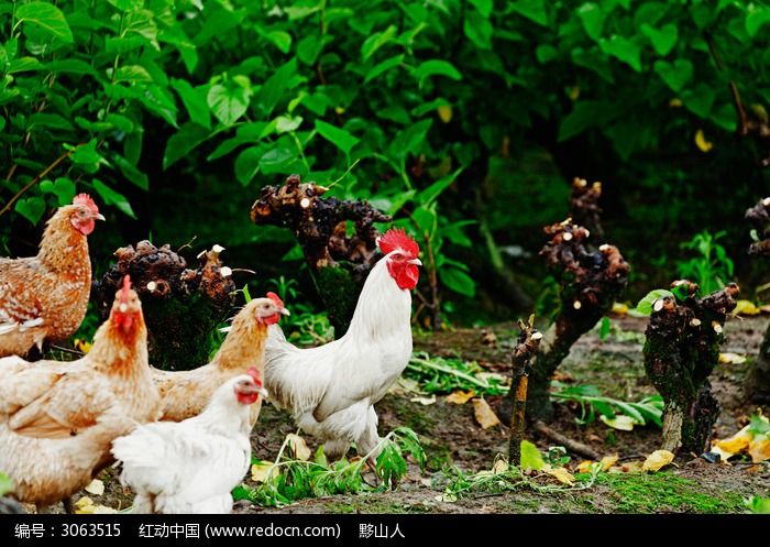 一只大白公鸡领着几只母鸡图片