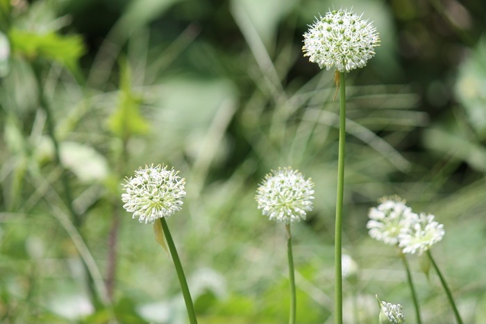 白色球状花韭菜花