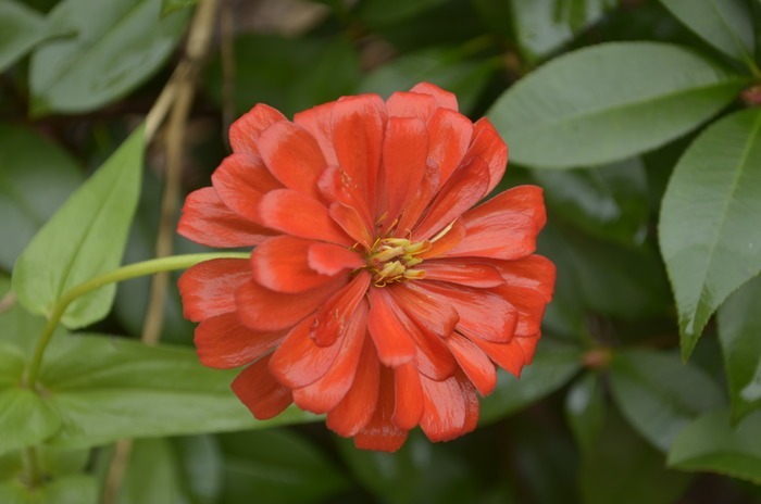 原创摄影图 动物植物 花卉花草 红色花朵