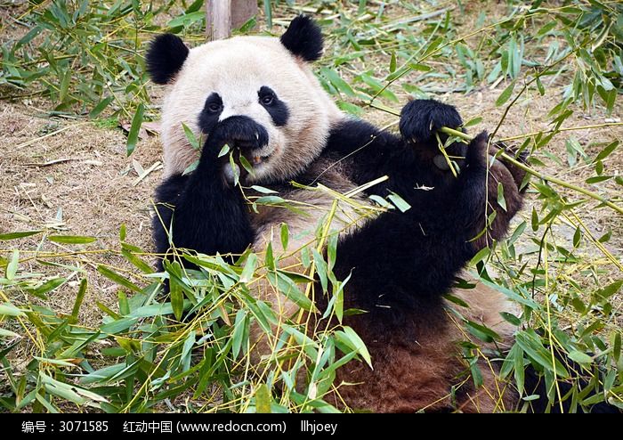 躺着吃竹子的熊猫高清图片下载_红动网