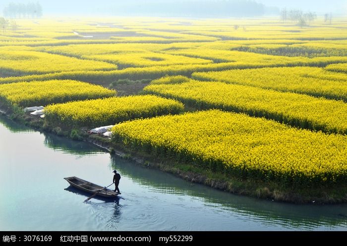 湖边的油菜花田