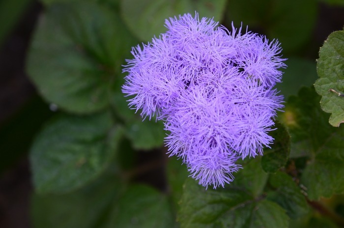 藿香花