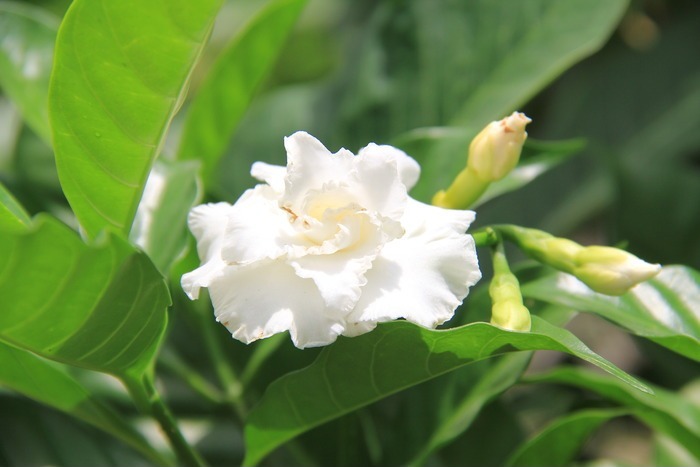 一朵美丽的鲜花图片_动物植物图片