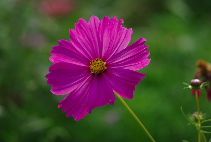 一朵格桑花