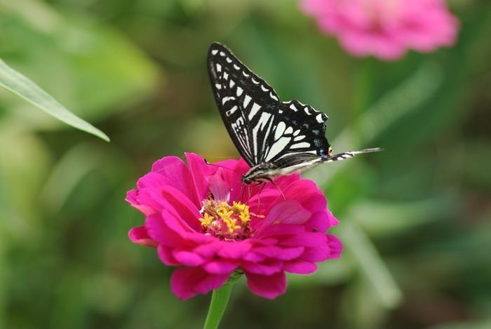 蝴蝶与花