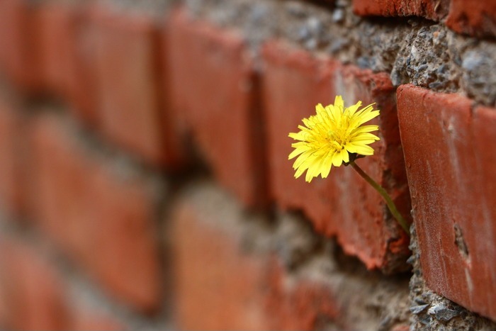 墙缝中生长的黄色小花