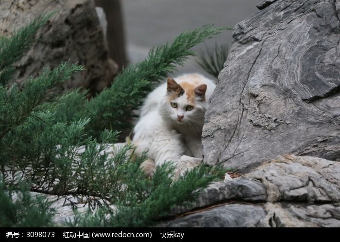 躲在石头后面的一只猫