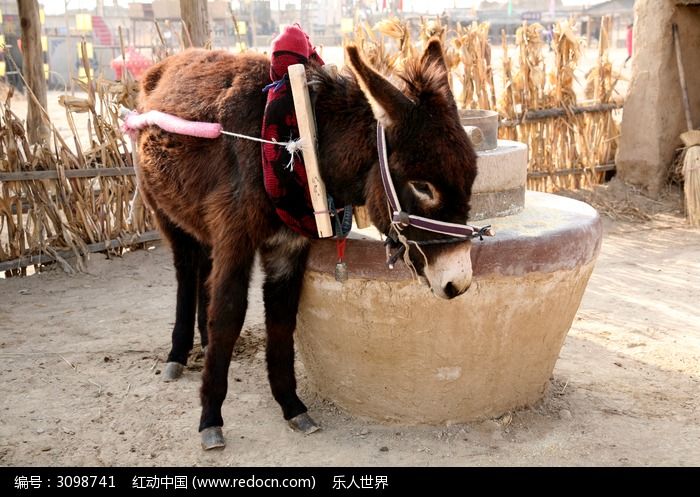 拉磨的驴高清图片下载_红动中国