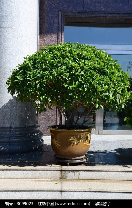 茉莉花盆景图片