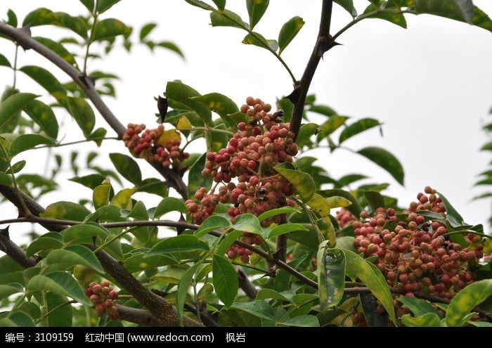 花椒高清图片下载_红动中国