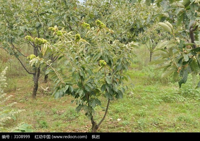 栗子树特写高清图片下载_红动中国