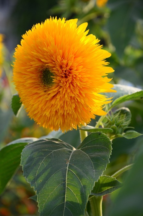 太阳菊