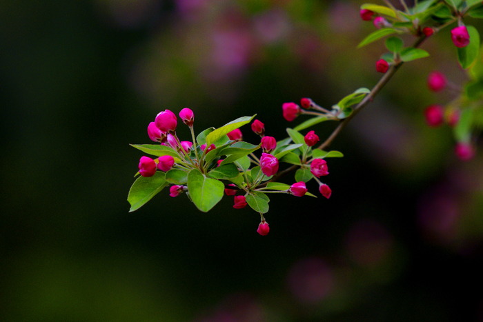 茂盛的花枝