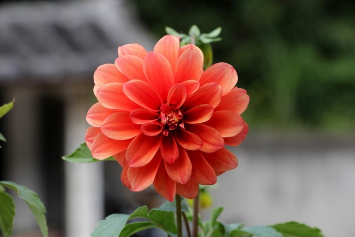 美丽的鲜花