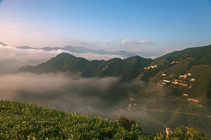 歙县蜈蚣岭高山茶叶园