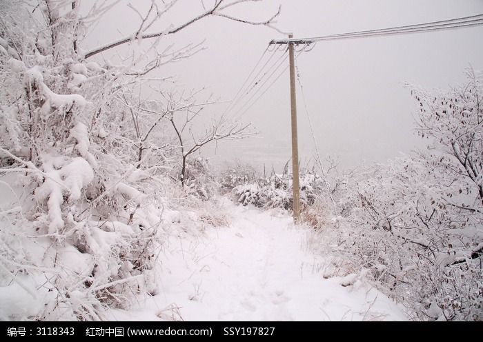 雪中的电线杆