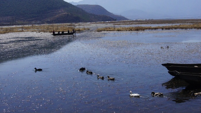 泸沽湖野水鸭子