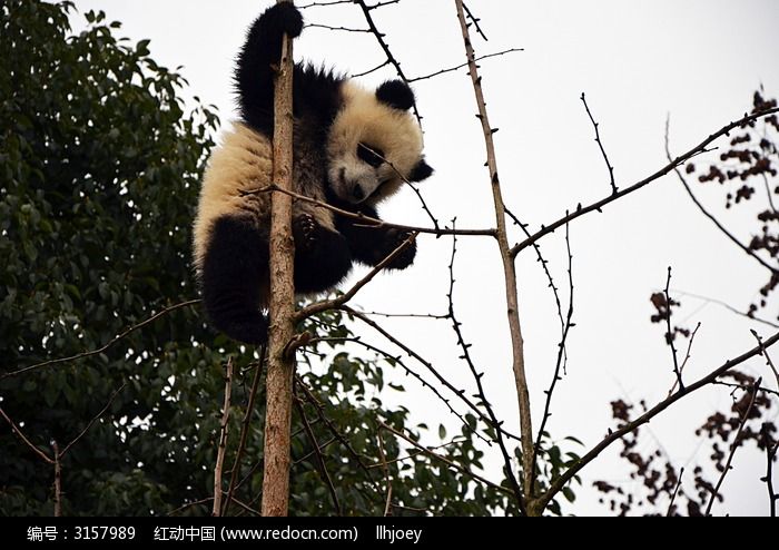吊在树上的幼年熊猫