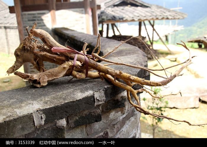 杜仲树根
