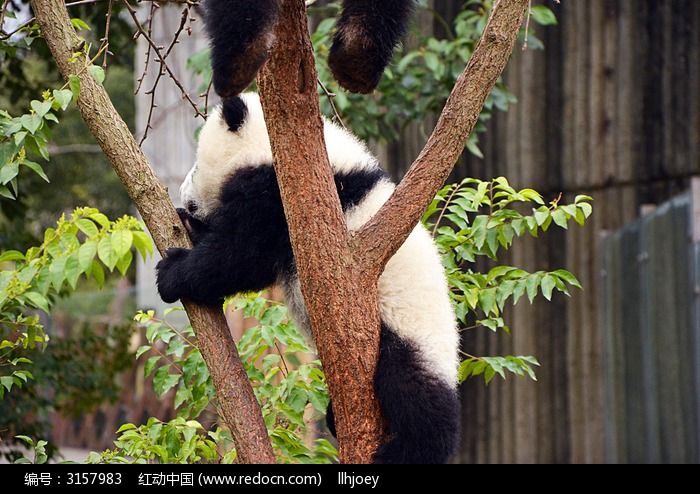 熊猫在树上玩闹