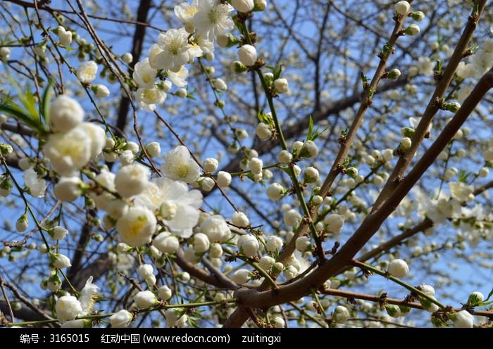 白色桃花花枝图片