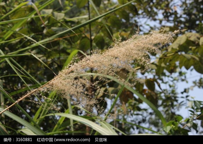 乡间路边的杂草芦苇