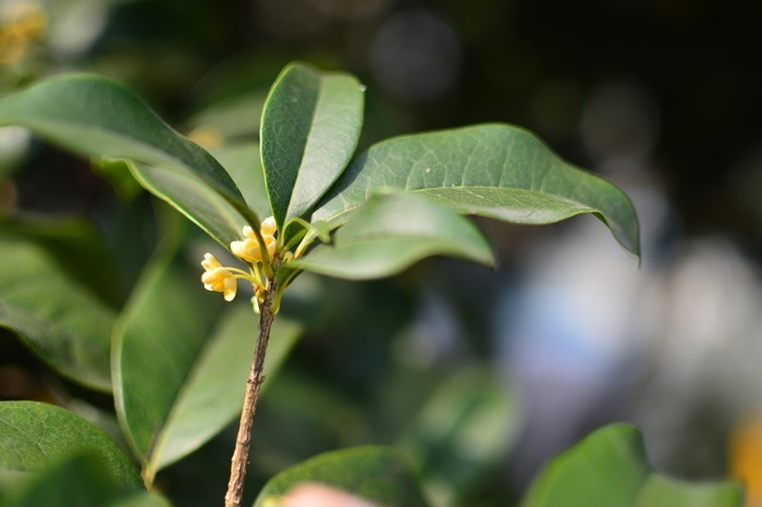 绿叶间的桂花