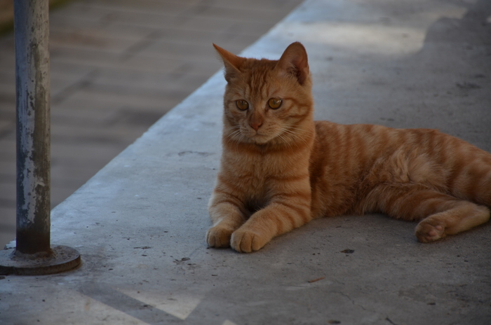 我在地上的一只呆萌的小黄猫