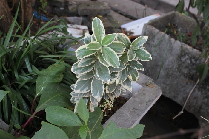 白边绿叶小植物盆栽